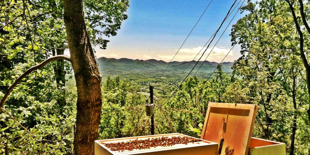 Doing my part to support Bee City USA, Asheville NC