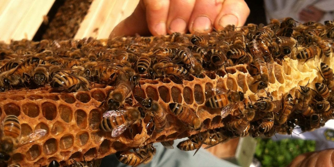 Asheville NC Bee Class with Les Crowder