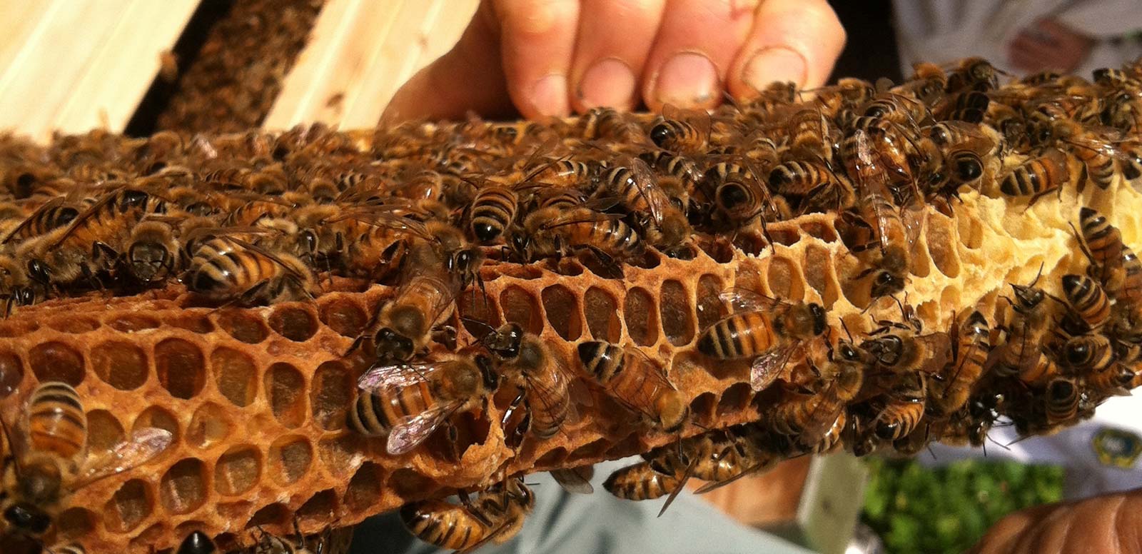 AshevilleBeeCityHeaderLesCrowder